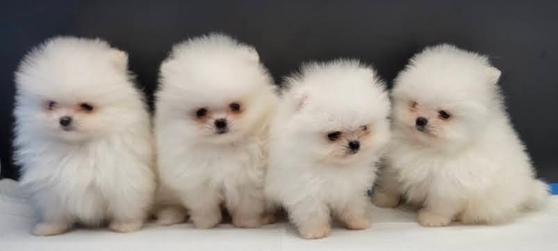 Pomeranian puppy