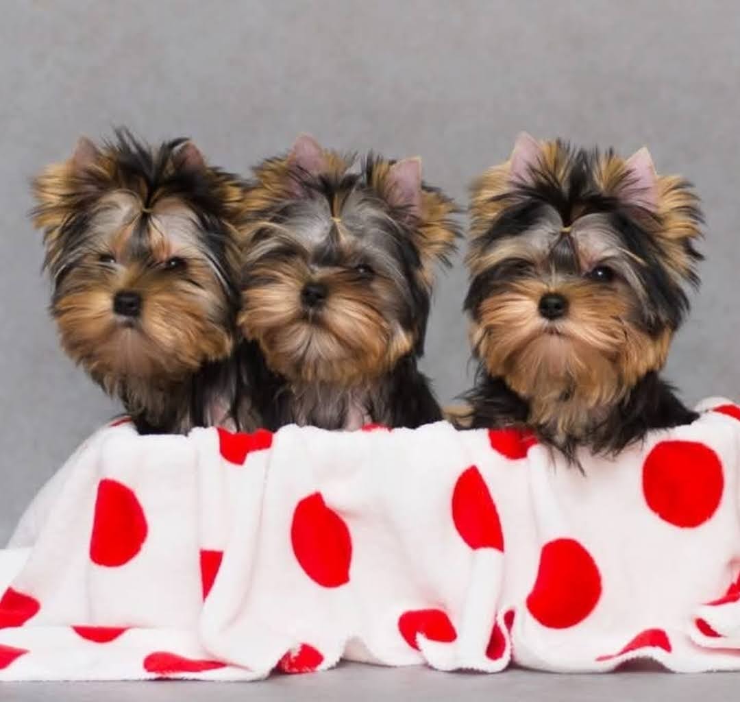 Yorkshire Terrier puppy