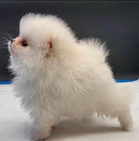 Precious Pomeranian puppy