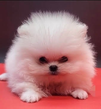 Romeo — Pomeranian puppy