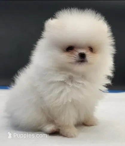 Luna — Maltese puppy