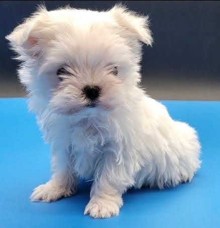 Blanca Korean Maltese puppy