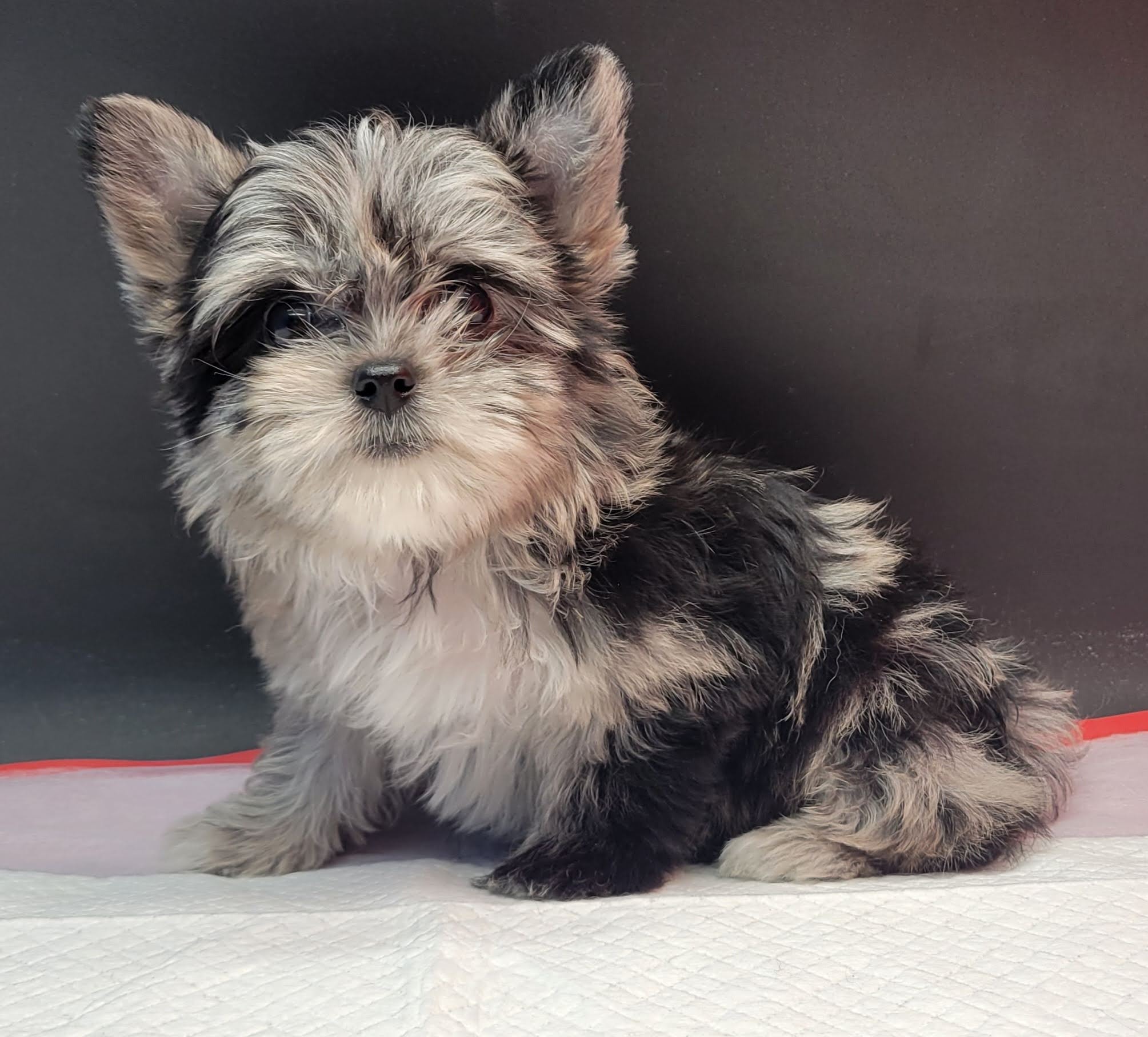 Marble Merle Yorkie puppy
