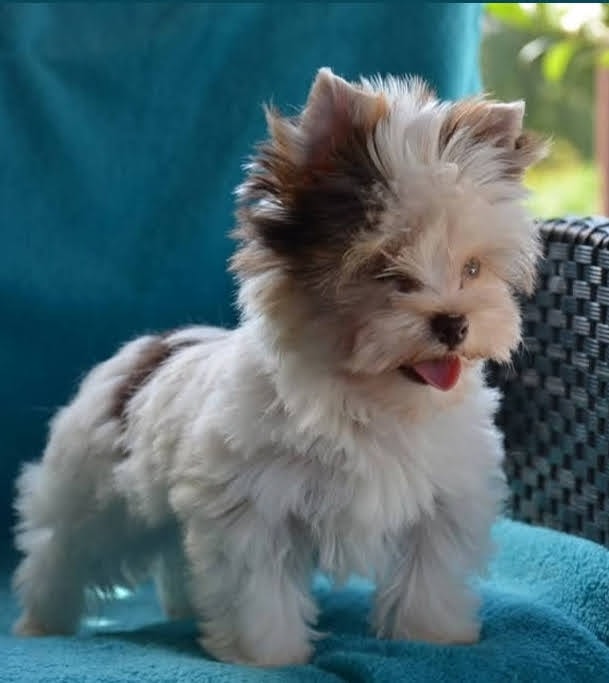 Luna puppy photo