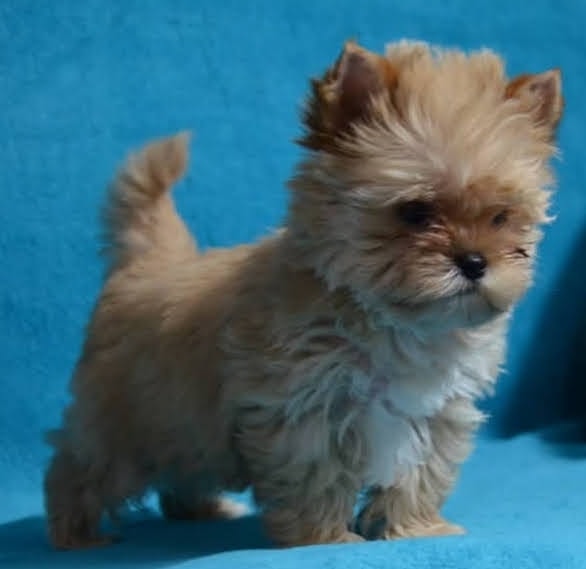 Vanilla Ice puppy photo