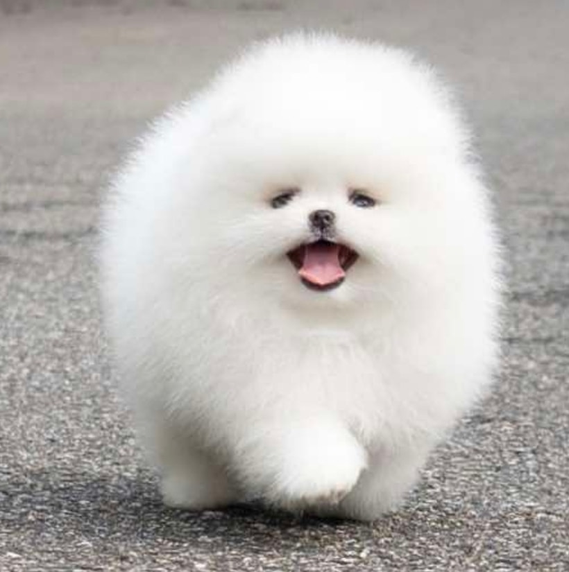 Snow White puppy photo