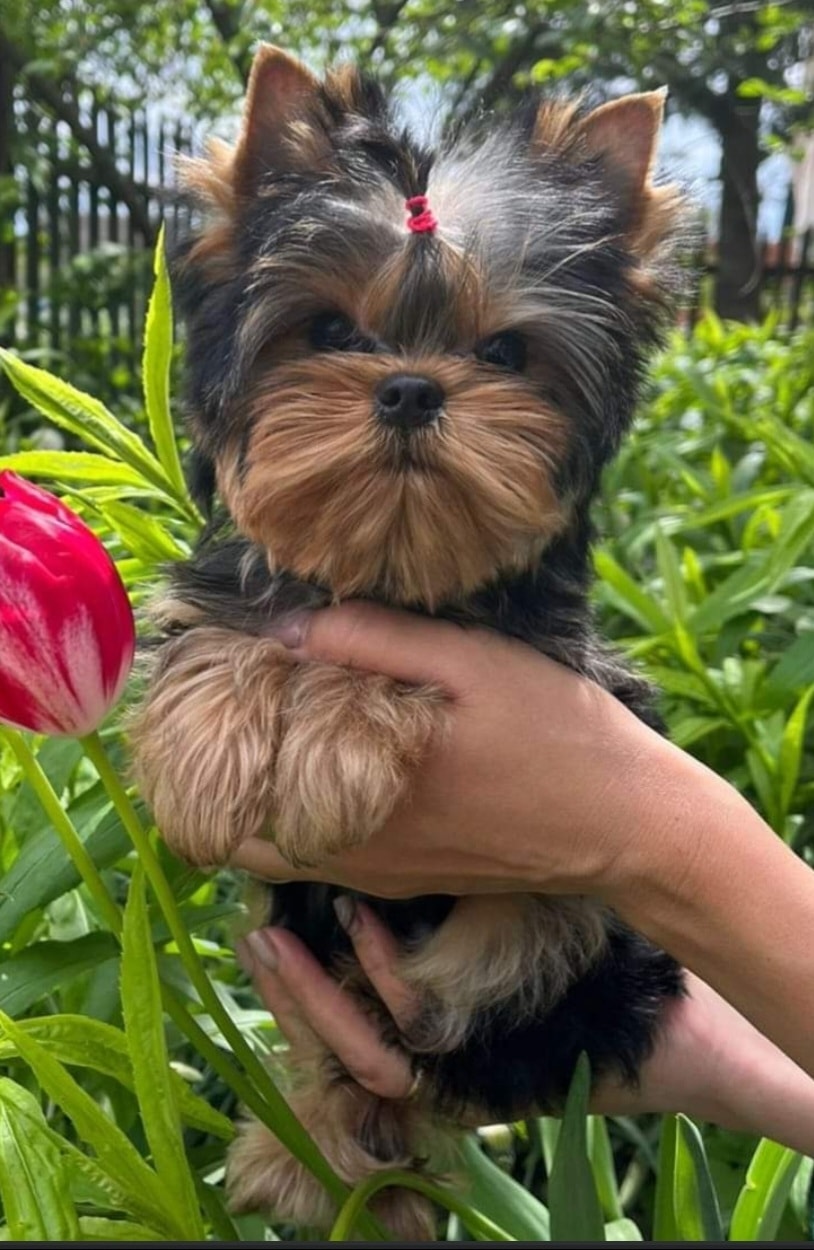 Snooky puppy photo