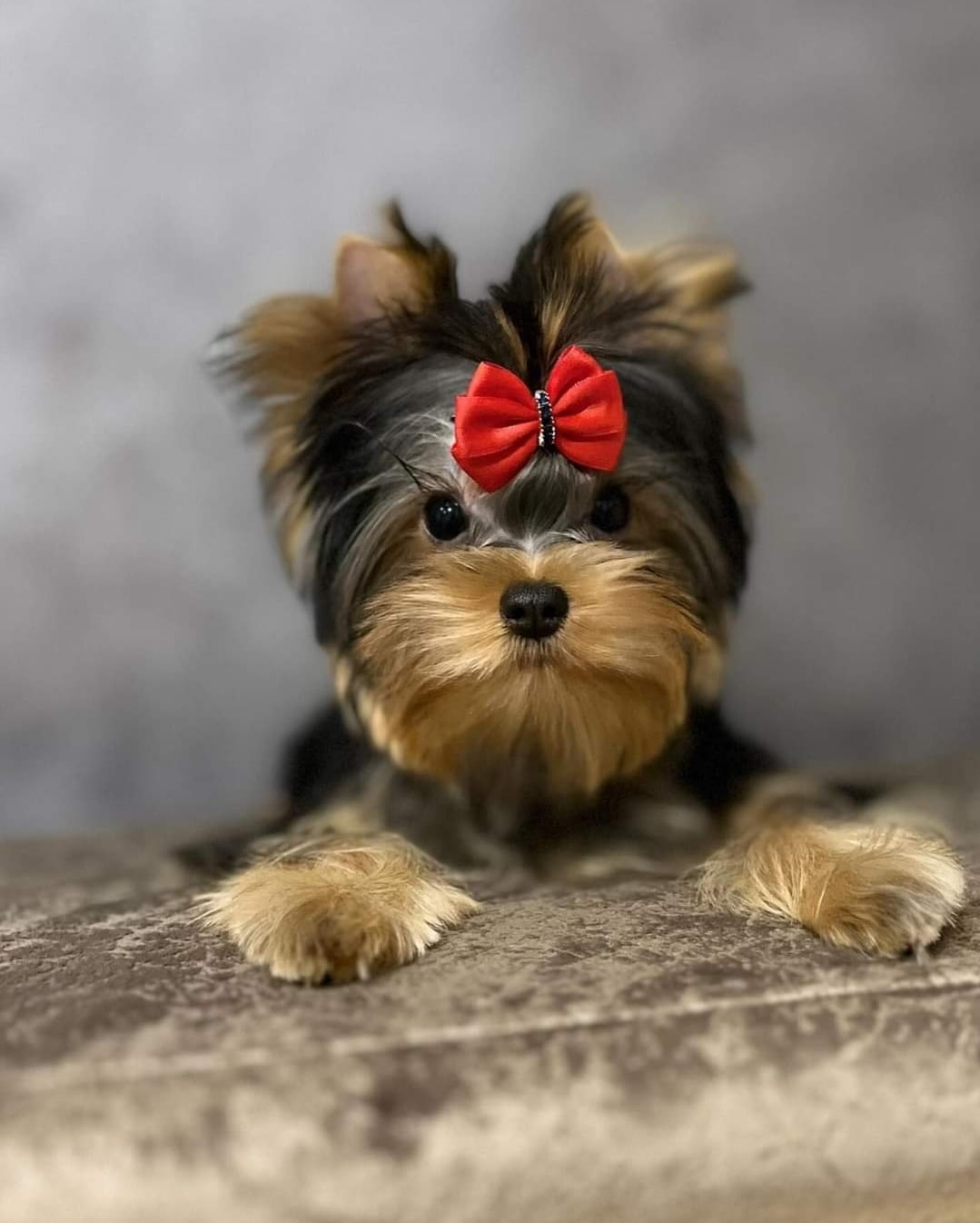 Princess puppy photo