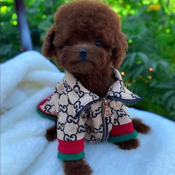 Ginger puppy photo