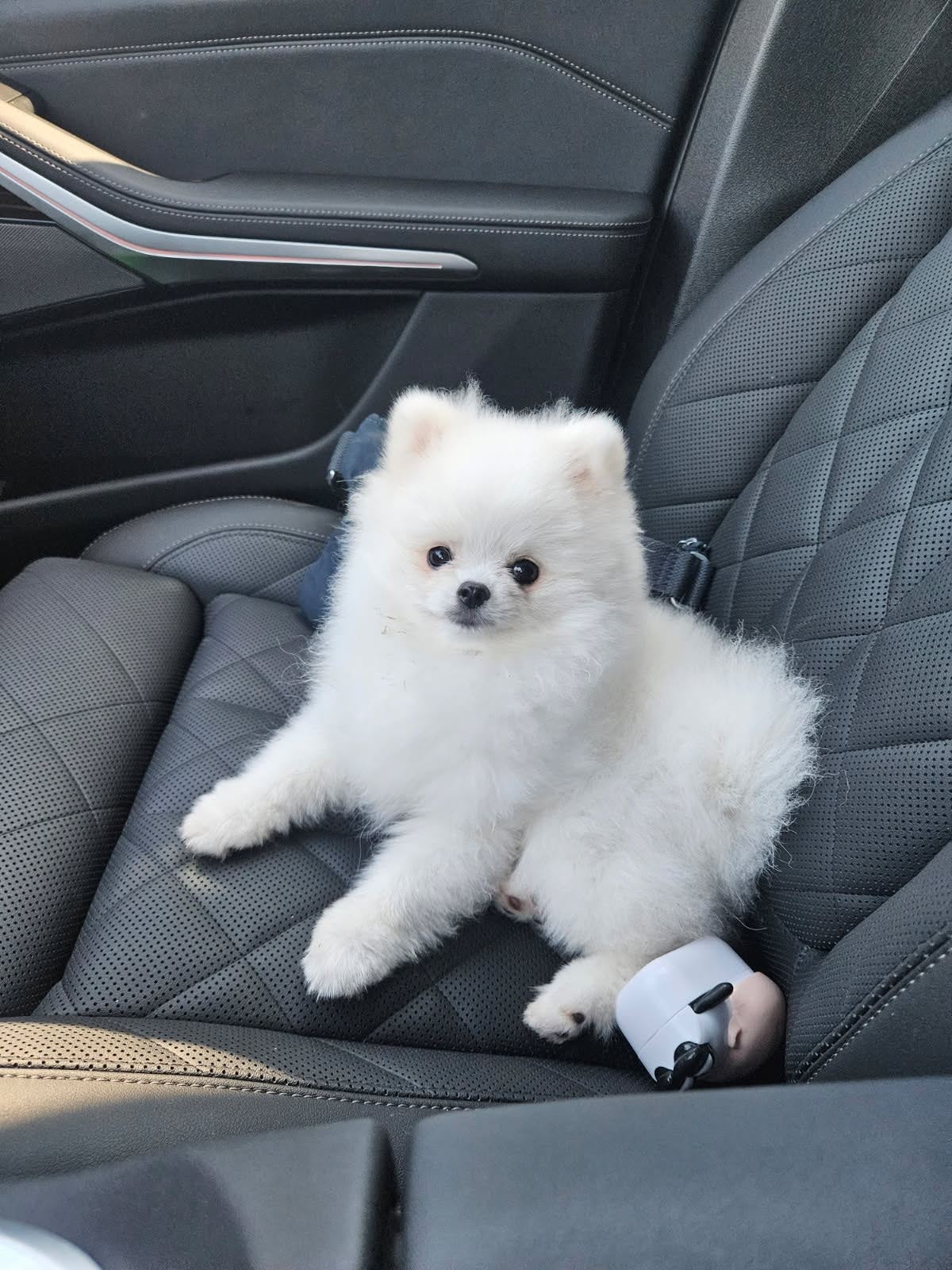 Coco puppy photo