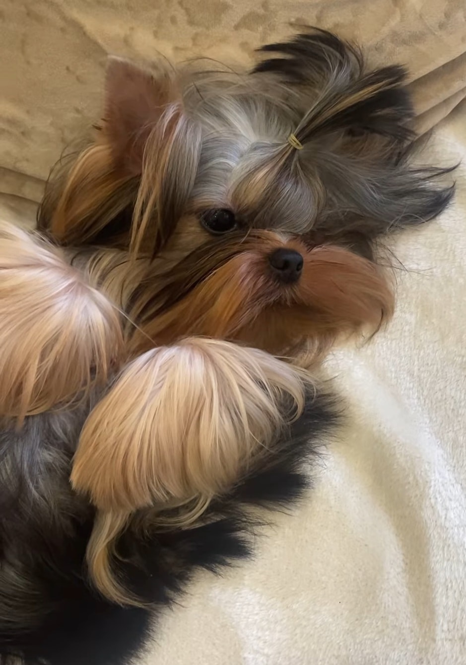 Bruno puppy photo