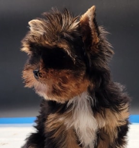 Bambi puppy photo
