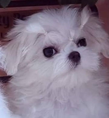 Blanca puppy photo