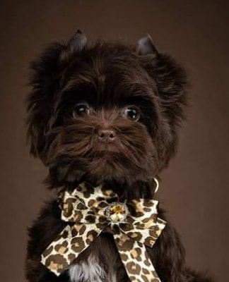 Choco puppy photo