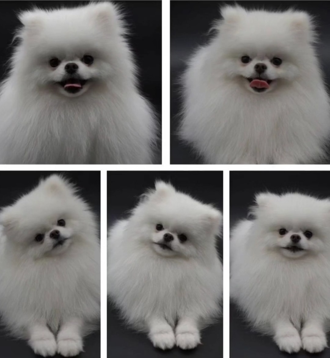 Chocolate Parti Snow White Pomeranian stud photo 2