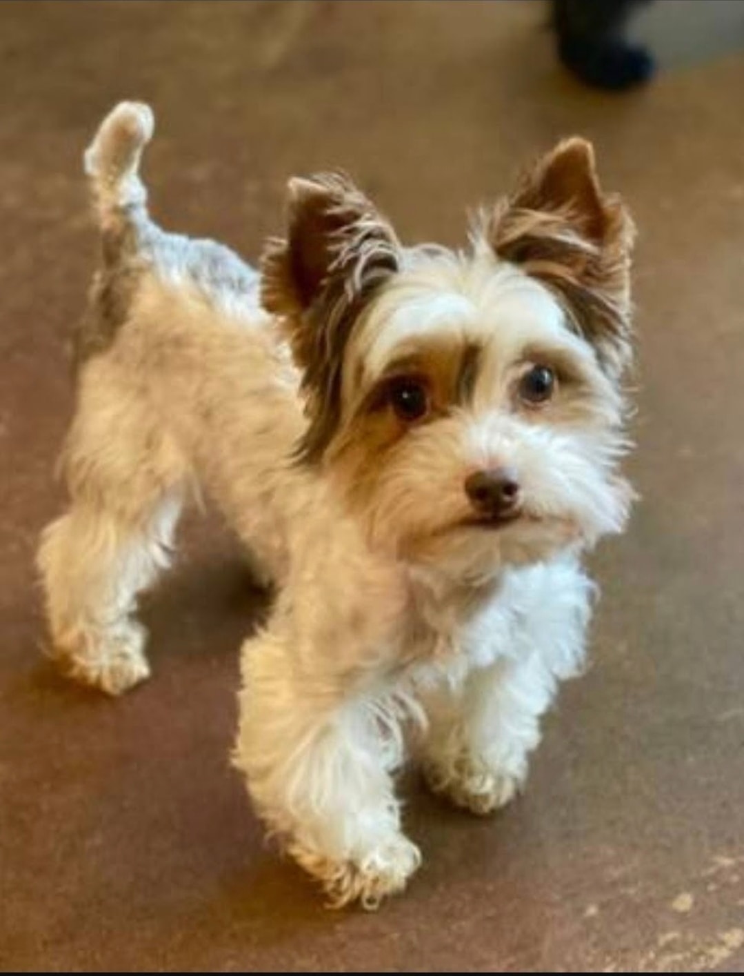Yorkshire Terrier stud photo 2