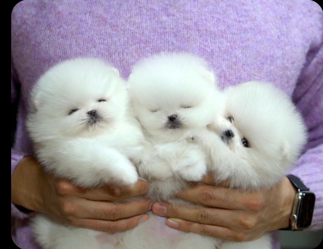 Pomeranian puppy